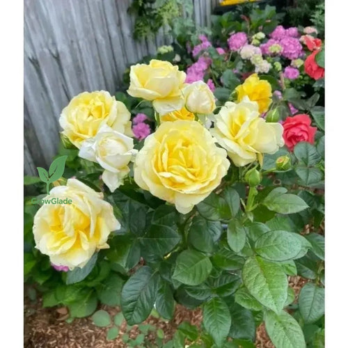 2 Michelangelo rose seedlings | Fragrant yellow roses, easy to grow from the roots
