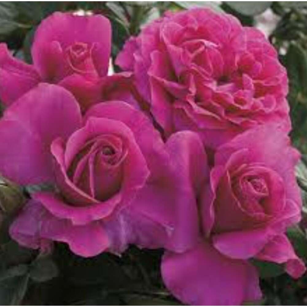 Neekseed garden- Sowing 100 Pink Rose - Easy to Plant Maintain