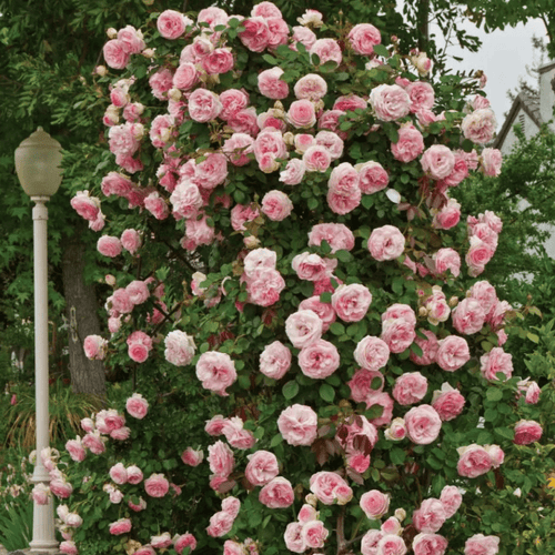 100seedsClimbing rose seeds for planting