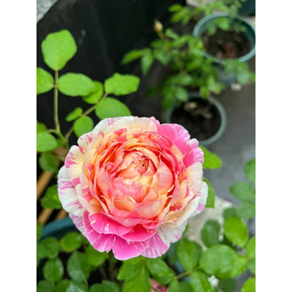 Premium Monet Art Stripe Rose 5-Year-Old Stump Seedling (Not Seeds!)