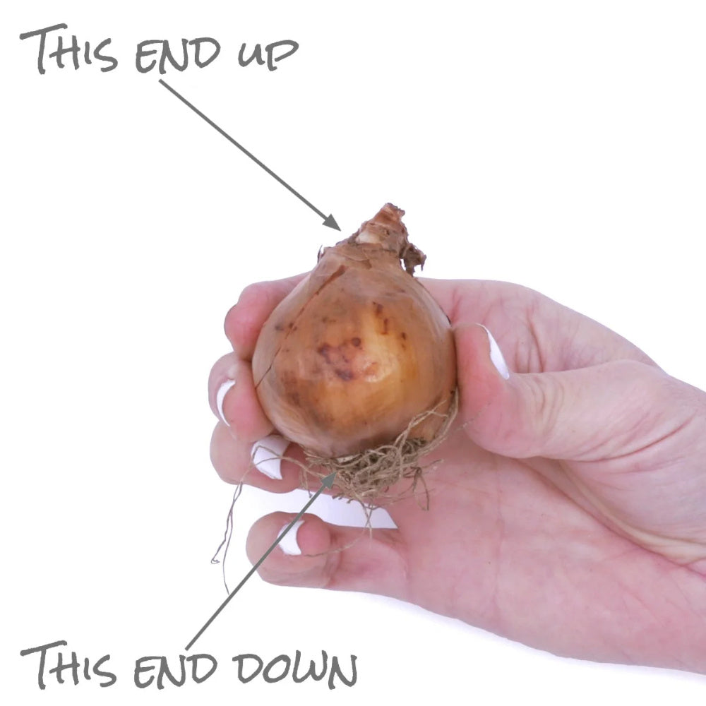 15 Narcissus Bulbs (2 lb), Perennial Plant Bulbs, Deer Resistant Flower Bulbs