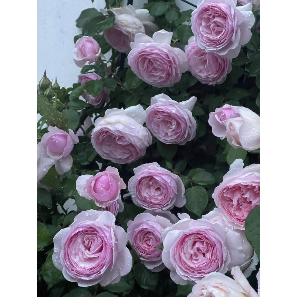 Premium Olivia Rose Old Stock Seedlings (NOT Seeds!) Early Blooming & High Yield!