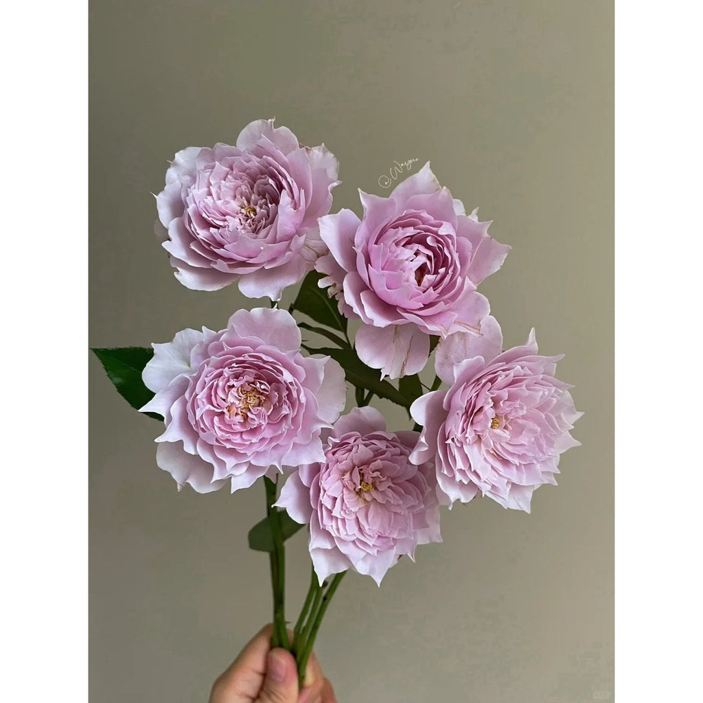 5 PCS 5-year mature rose plant: A living plant not seeds