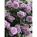 5 PCS 5-year mature rose plant: A living plant not seeds