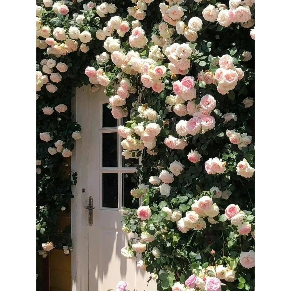 Premium Pink Dragon's Blood Rose Cuttings (Not Seeds!) Early-flowering & High-yielding!