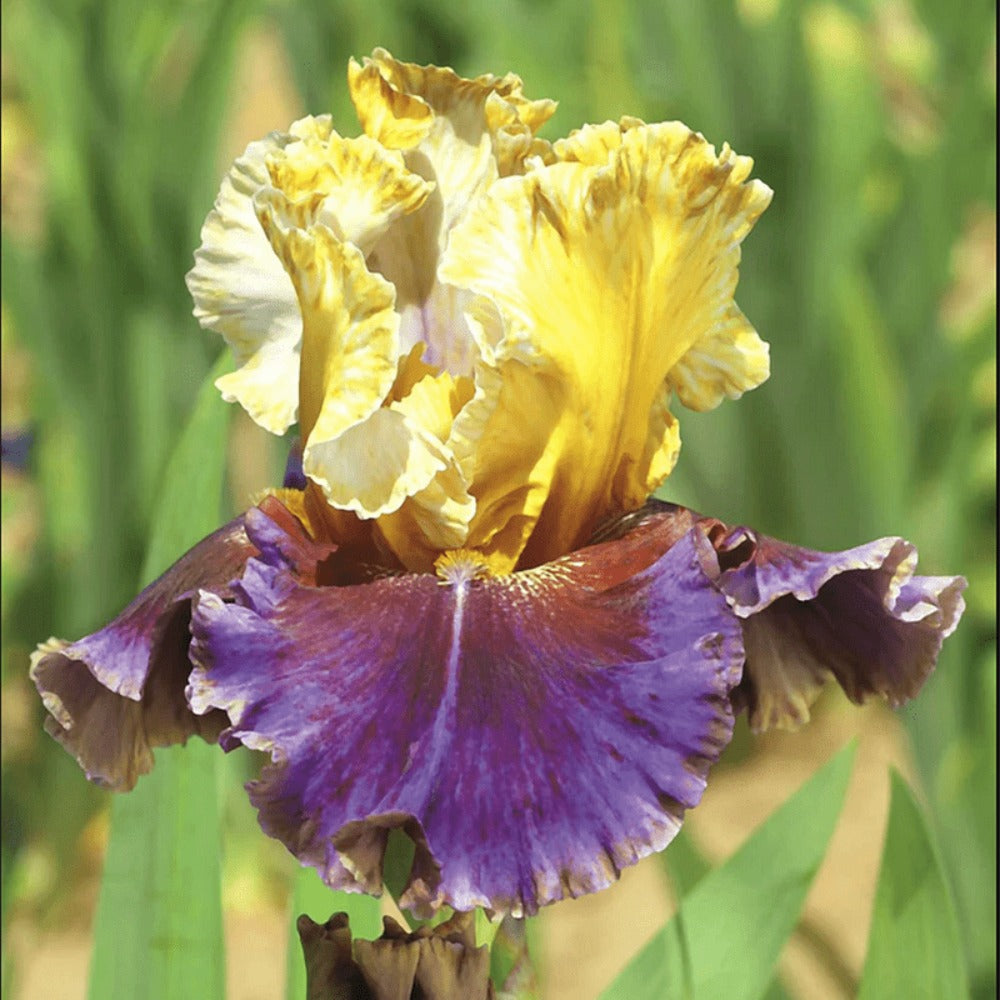 300seeds Perennial Iris Seeds for Planting-Rare Variety Herb Flower Seeds Blooms all year round