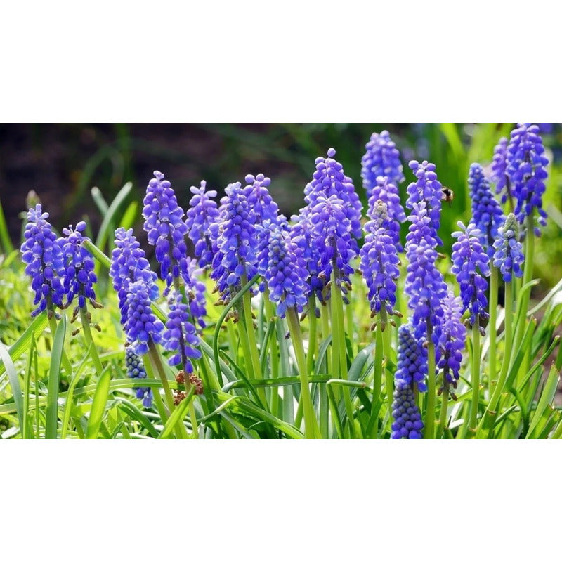 Along With Splendid Chinese Chrysanthemums