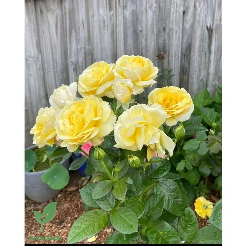 2 Michelangelo rose seedlings | Fragrant yellow roses, easy to grow from the roots
