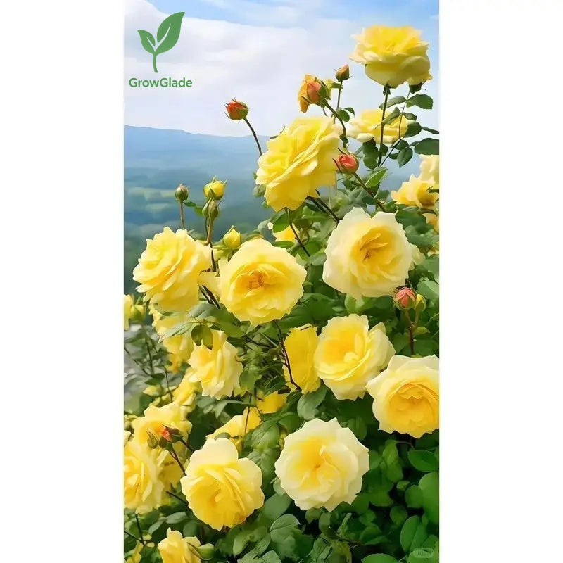 2 Michelangelo rose seedlings | Fragrant yellow roses, easy to grow from the roots