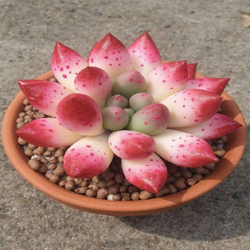 High Germination Rate Count Everblooming Succulent Home Garden Special For Continuous Flowering Cold