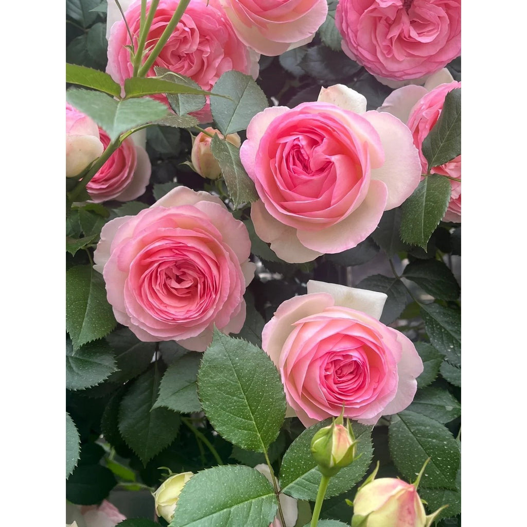 Premium Pink Dragon's Blood Rose Cuttings (Not Seeds!) Early-flowering & High-yielding!