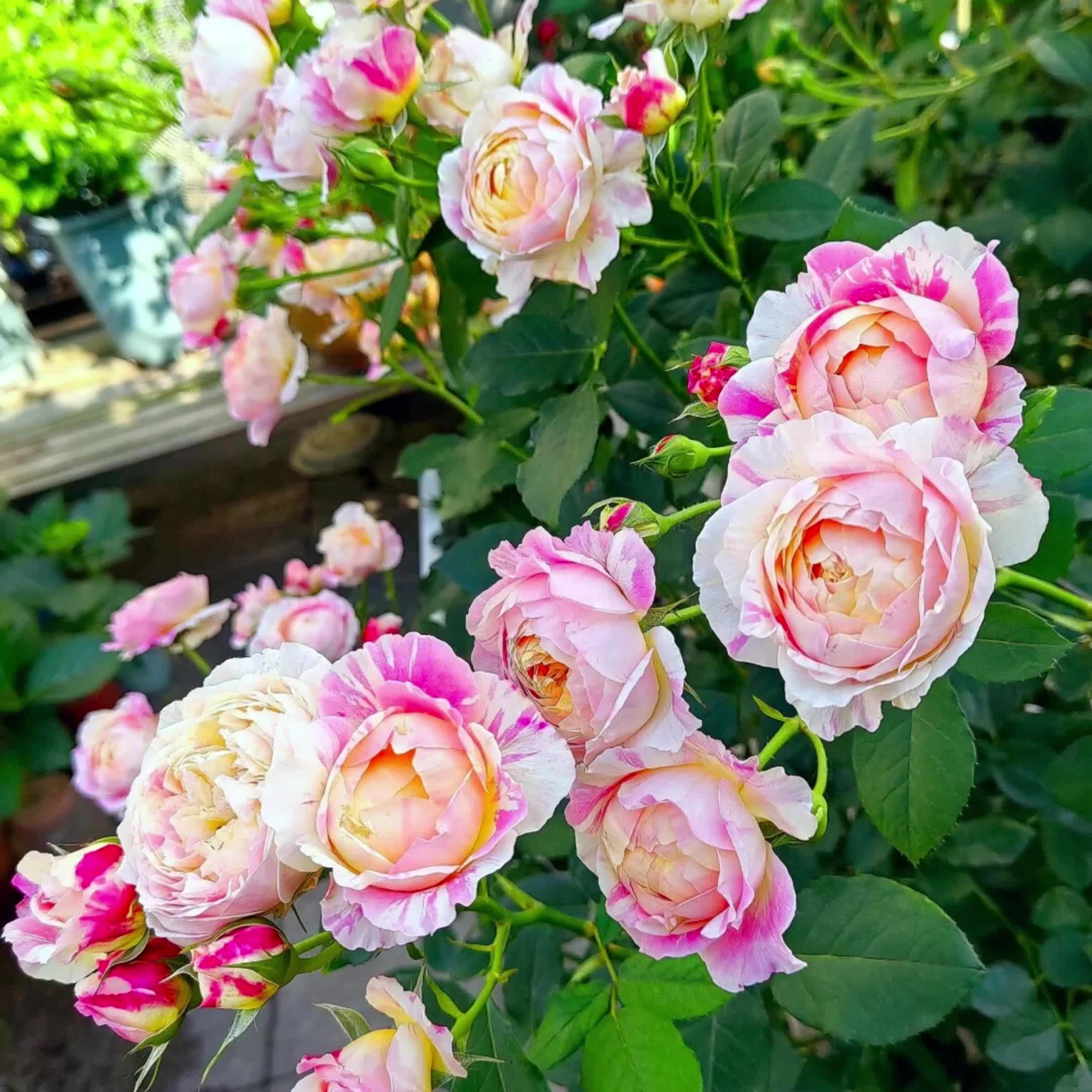 Premium Monet Art Stripe Rose 5-Year-Old Stump Seedling (Not Seeds!)