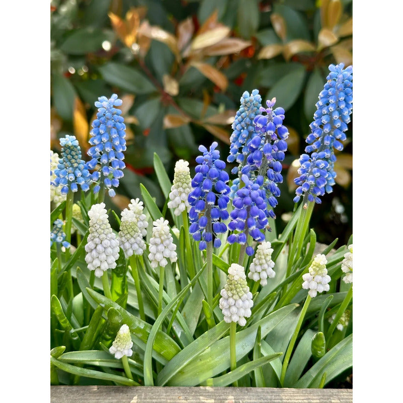 Along With Splendid Chinese Chrysanthemums