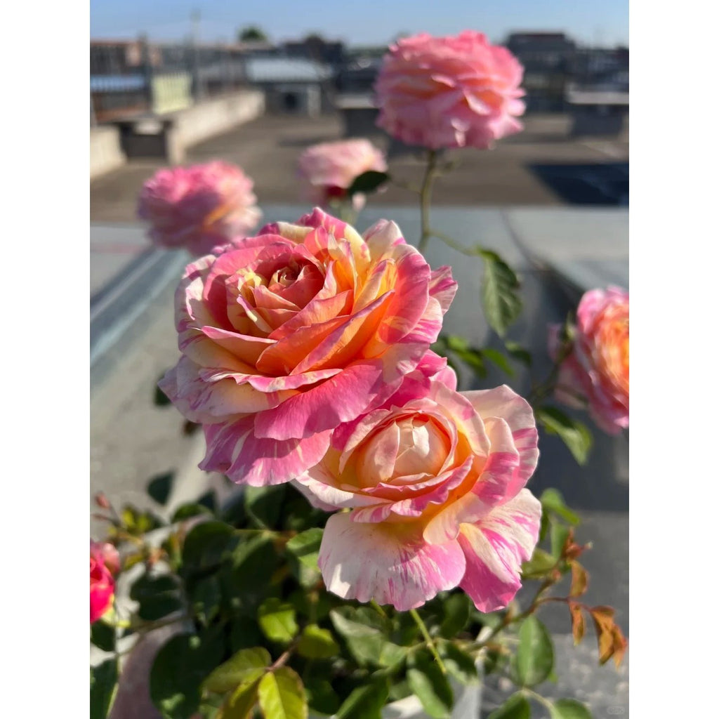 Premium Monet Art Stripe Rose 5-Year-Old Stump Seedling (Not Seeds!)