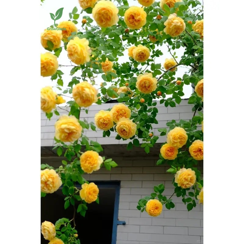 2 Michelangelo rose seedlings | Fragrant yellow roses, easy to grow from the roots
