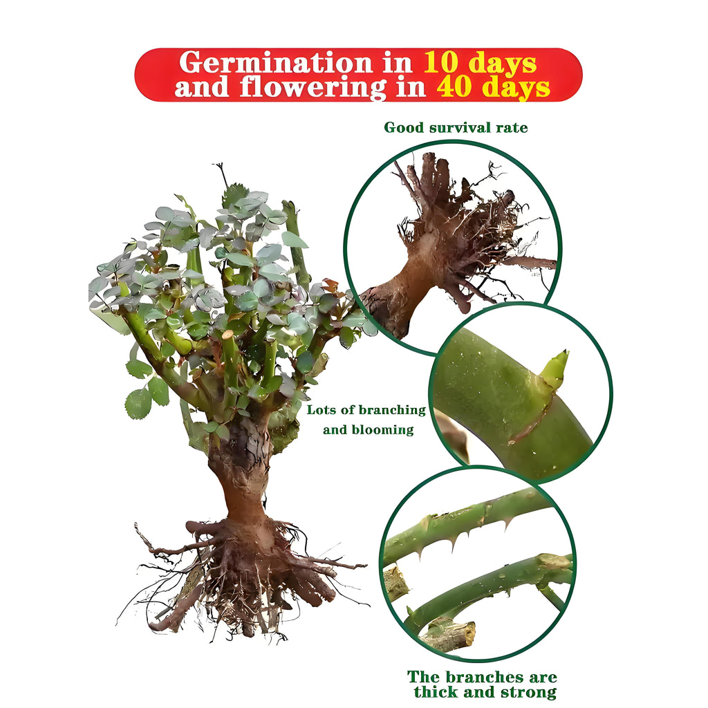 Premium Pink Dragon's Blood Rose Cuttings (Not Seeds!) Early-flowering & High-yielding!