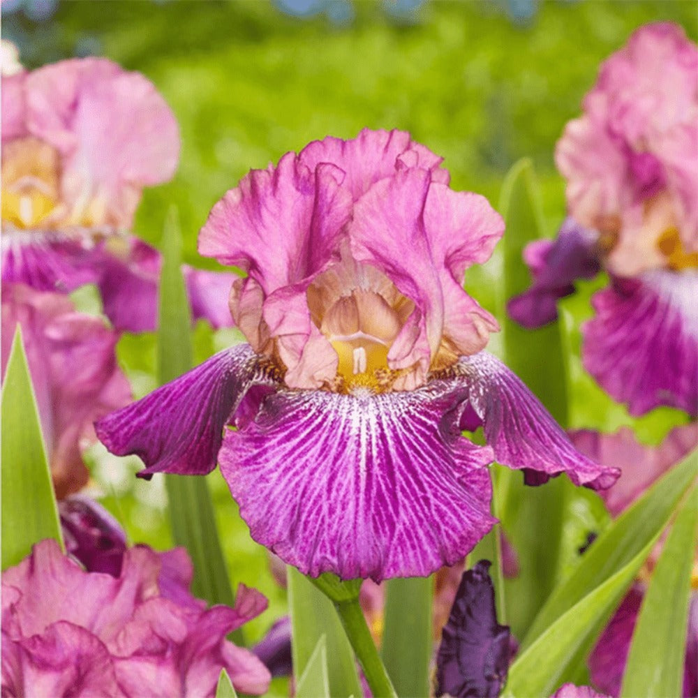 300seeds Perennial Iris Seeds for Planting-Rare Variety Herb Flower Seeds Blooms all year round