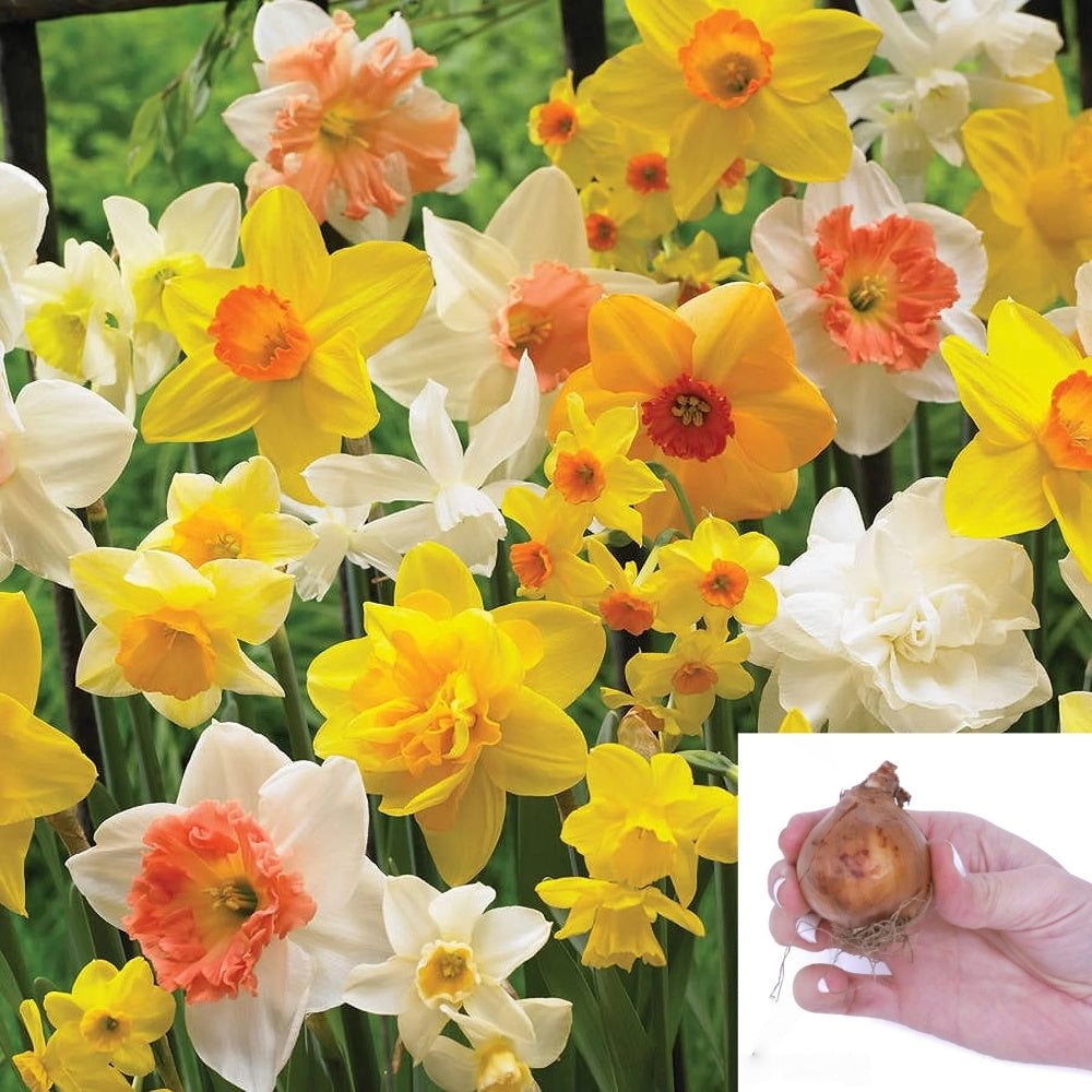 15 Narcissus Bulbs (2 lb), Perennial Plant Bulbs, Deer Resistant Flower Bulbs