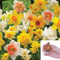 15 Narcissus Bulbs (2 lb), Perennial Plant Bulbs, Deer Resistant Flower Bulbs