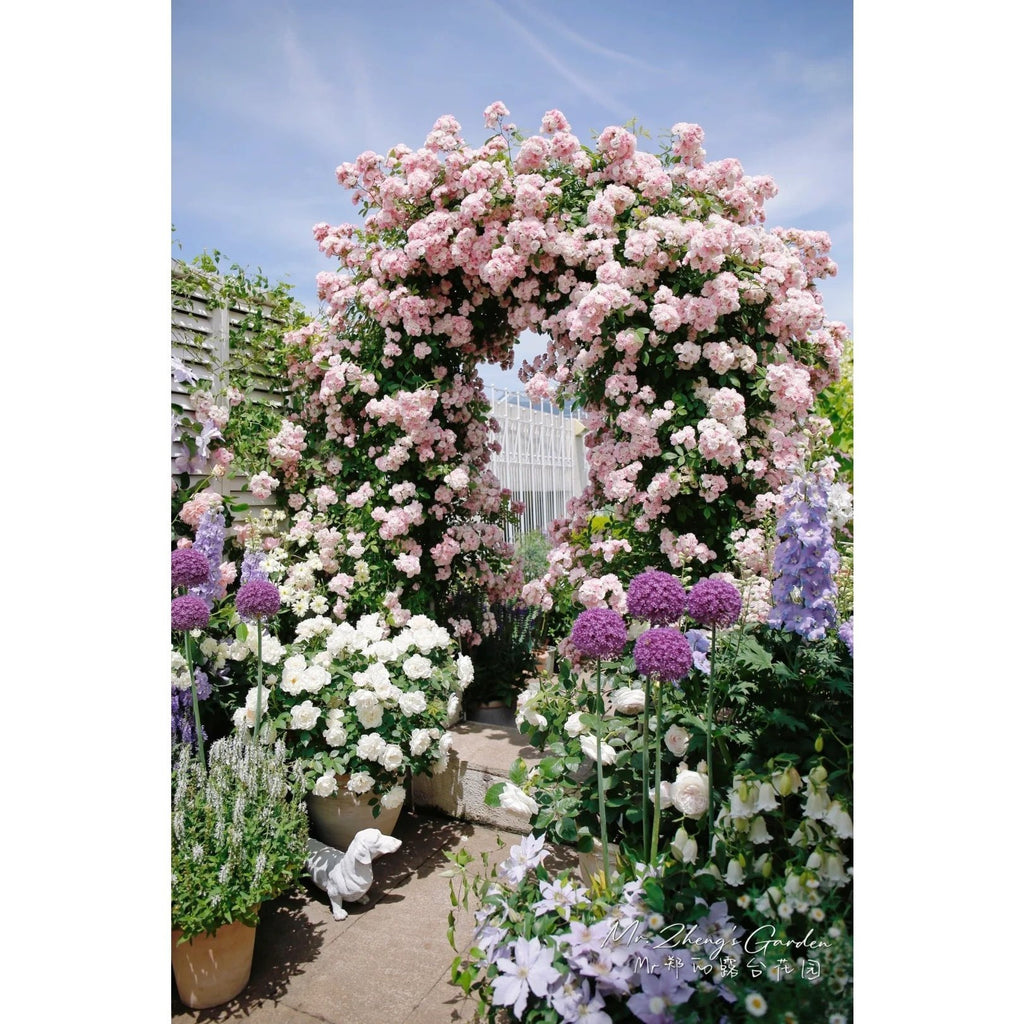 Premium Pink Dragon's Blood Rose Cuttings (Not Seeds!) Early-flowering & High-yielding!