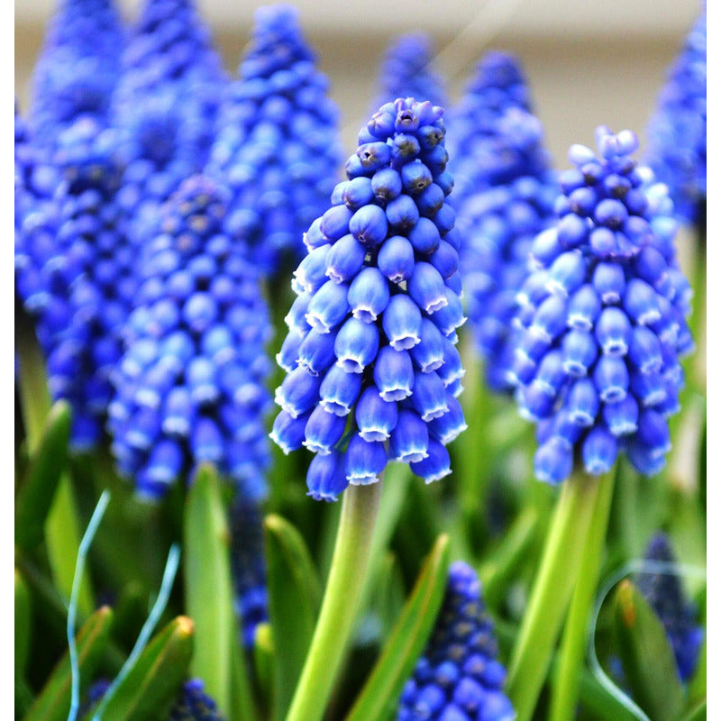 Along With Splendid Chinese Chrysanthemums