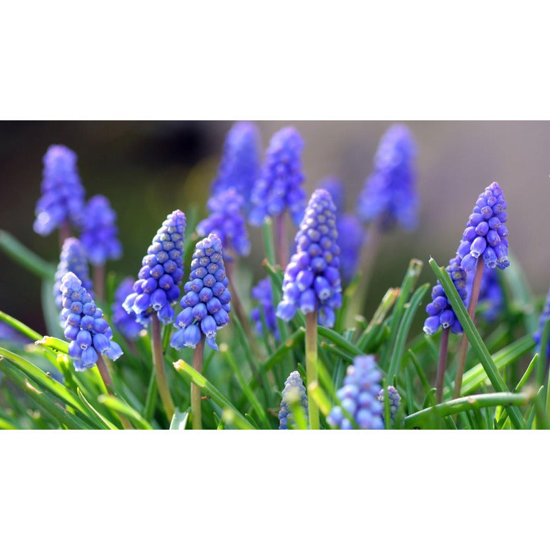 Along With Splendid Chinese Chrysanthemums