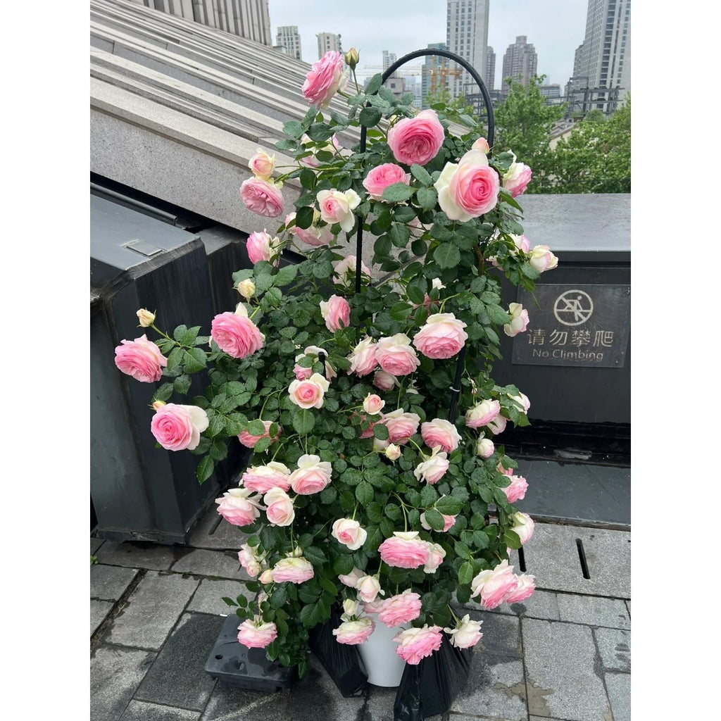 Premium Pink Dragon's Blood Rose Cuttings (Not Seeds!) Early-flowering & High-yielding!