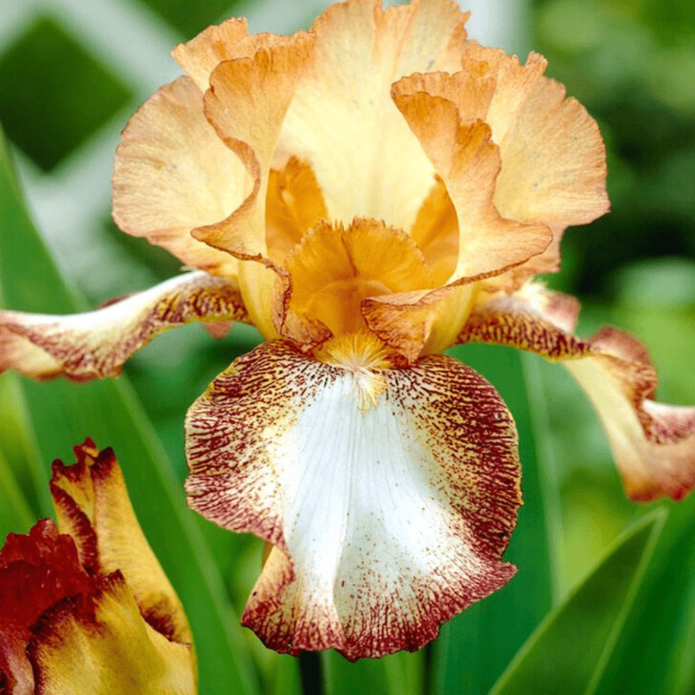 300seeds Perennial Iris Seeds for Planting-Rare Variety Herb Flower Seeds Blooms all year round