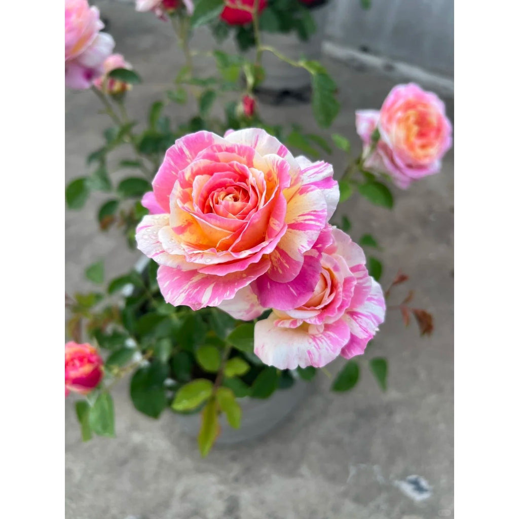 Premium Monet Art Stripe Rose 5-Year-Old Stump Seedling (Not Seeds!)