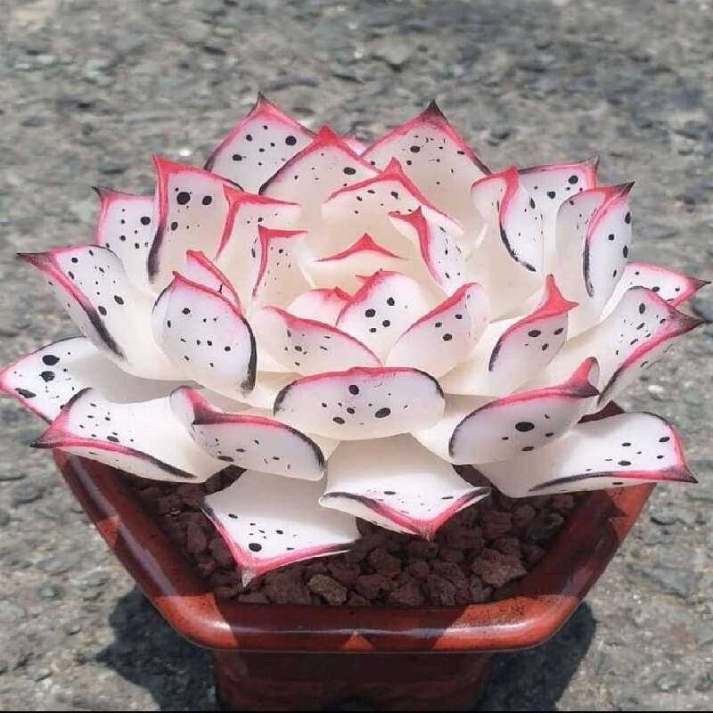 High Germination Rate Count Everblooming Succulent Home Garden Special For Continuous Flowering Cold