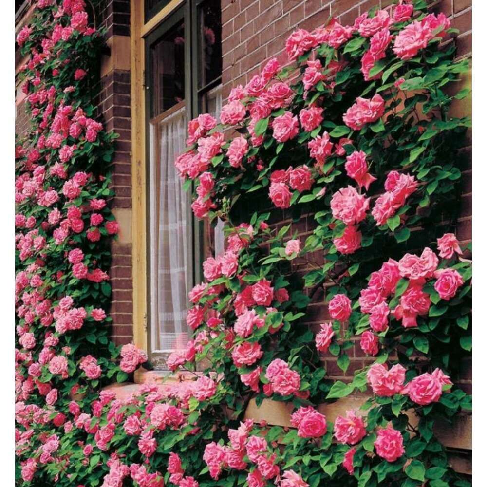 Neekseed garden- Sowing 100 Pink Rose - Easy to Plant Maintain