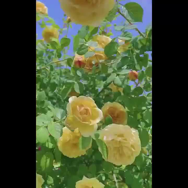 2 Michelangelo rose seedlings | Fragrant yellow roses, easy to grow from the roots