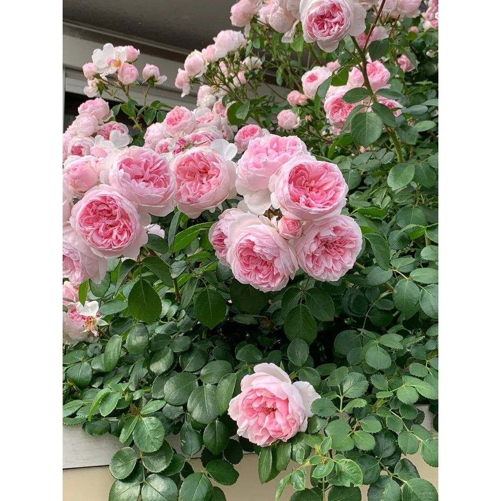 Premium Olivia Rose Old Stock Seedlings (NOT Seeds!) Early Blooming & High Yield!