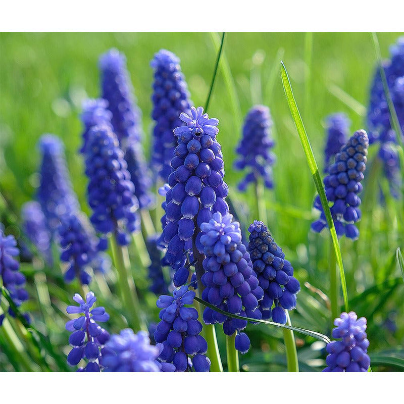 Along With Splendid Chinese Chrysanthemums