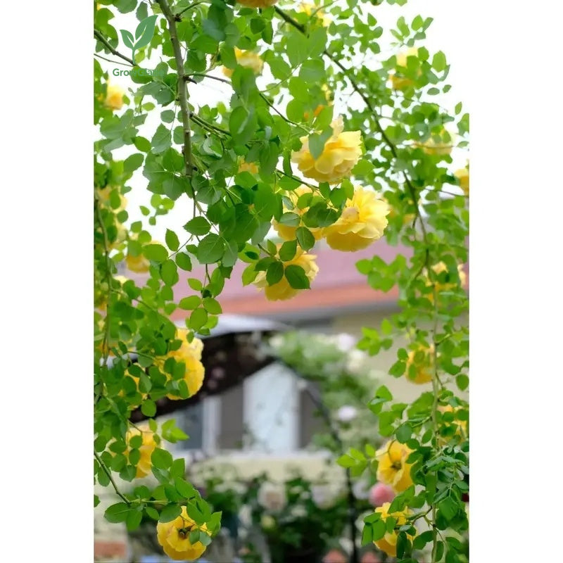 2 Michelangelo rose seedlings | Fragrant yellow roses, easy to grow from the roots