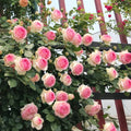Premium Pink Dragon's Blood Rose Cuttings (Not Seeds!) Early-flowering & High-yielding!