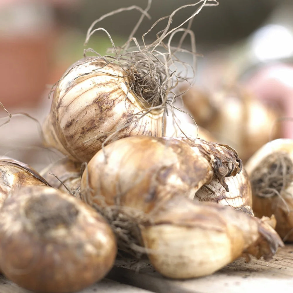 15 Narcissus Bulbs (2 lb), Perennial Plant Bulbs, Deer Resistant Flower Bulbs