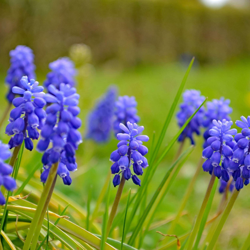Along With Splendid Chinese Chrysanthemums