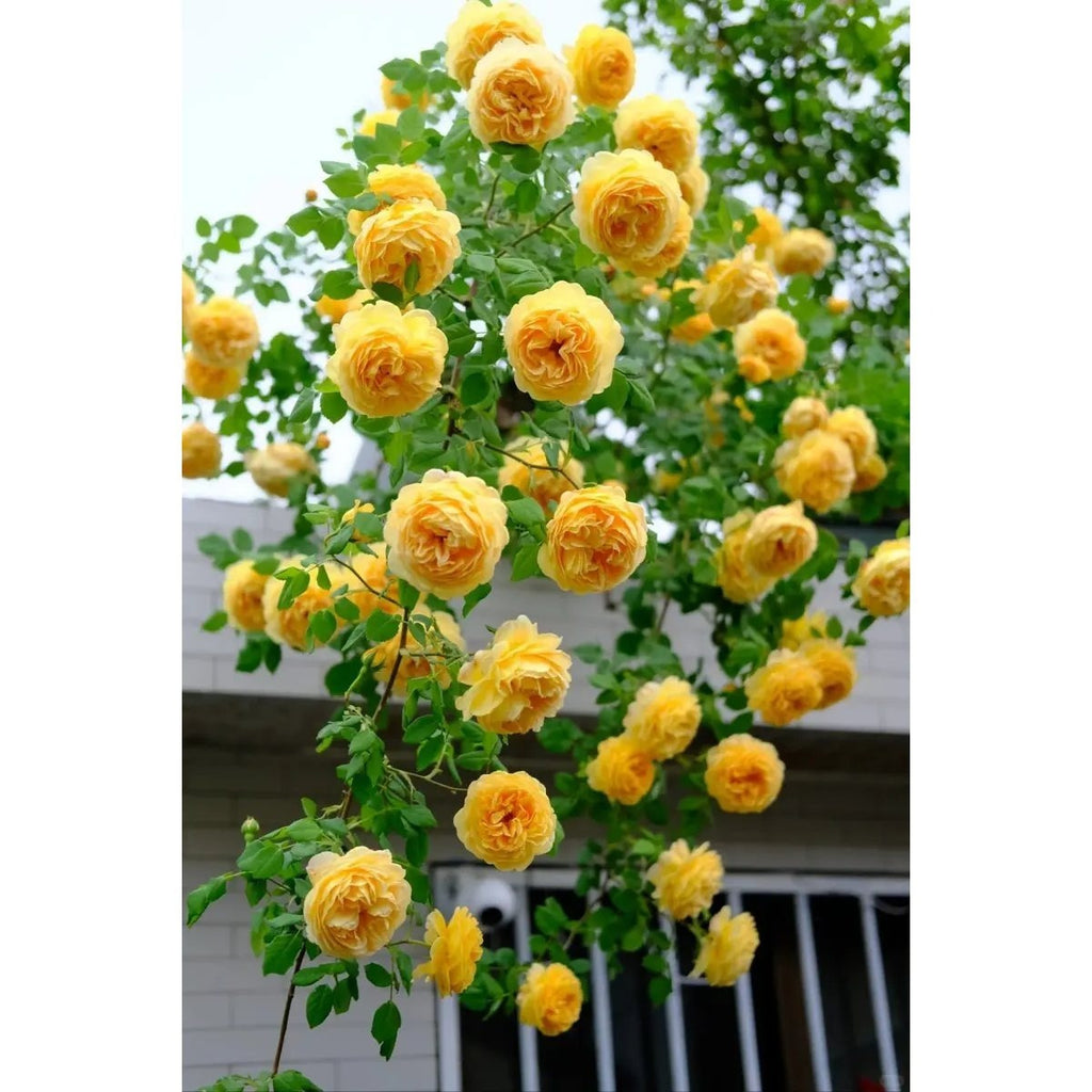 2 Michelangelo rose seedlings | Fragrant yellow roses, easy to grow from the roots