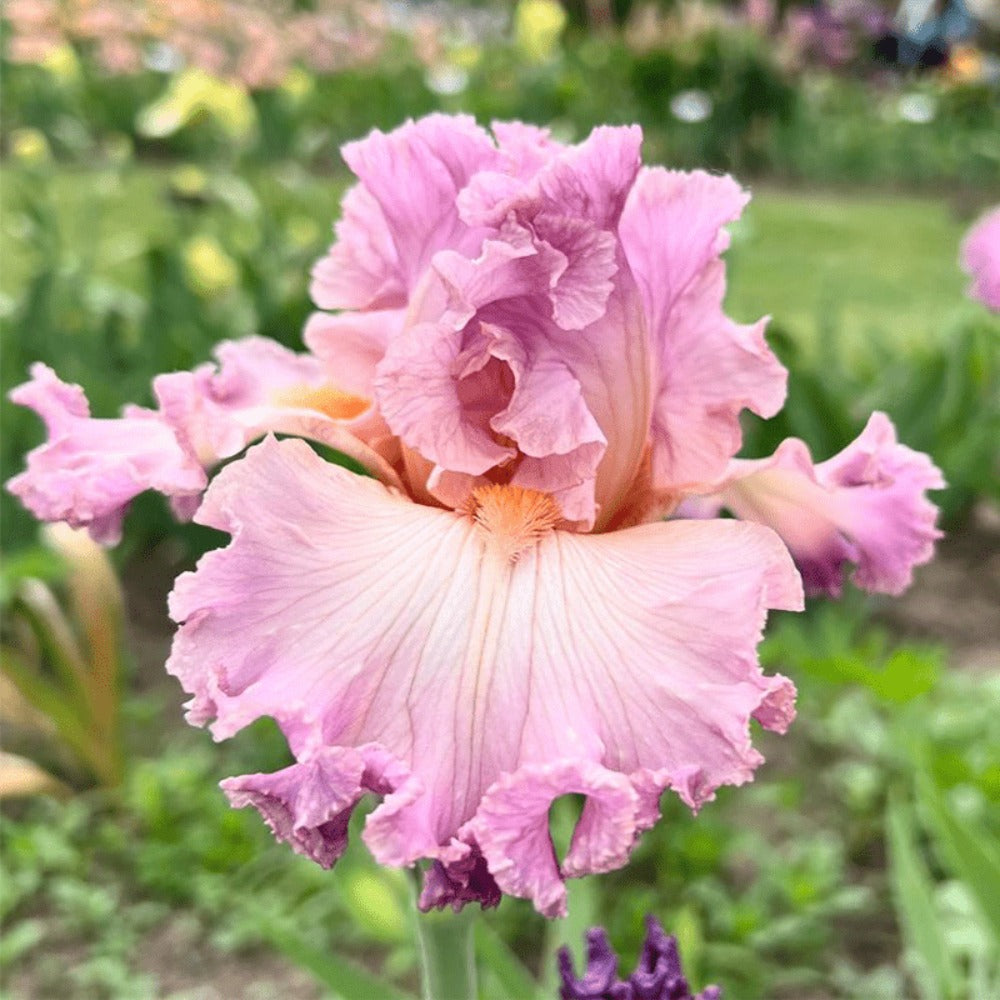 300seeds Perennial Iris Seeds for Planting-Rare Variety Herb Flower Seeds Blooms all year round