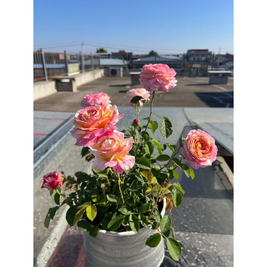 Premium Monet Art Stripe Rose 5-Year-Old Stump Seedling (Not Seeds!)