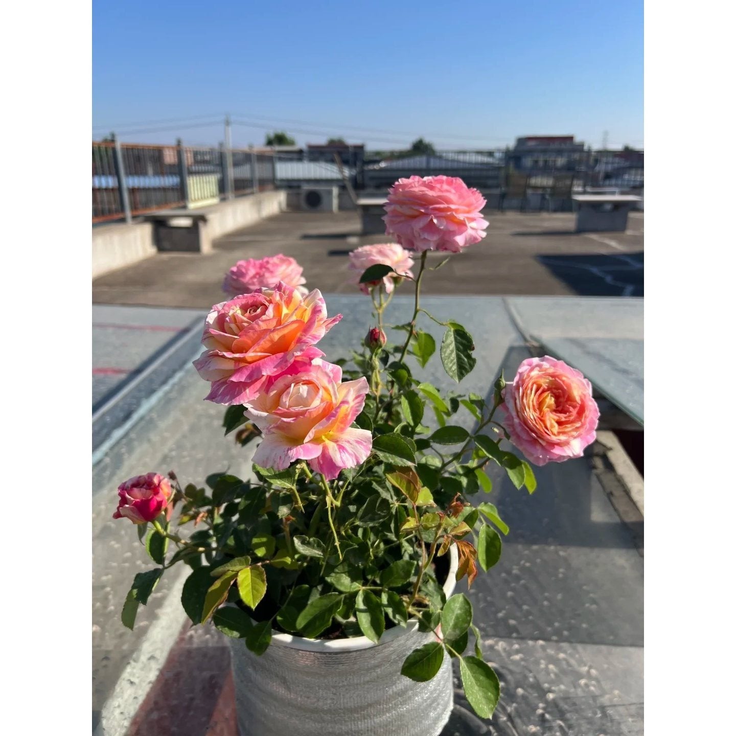 Premium Monet Art Stripe Rose 5-Year-Old Stump Seedling (Not Seeds!)