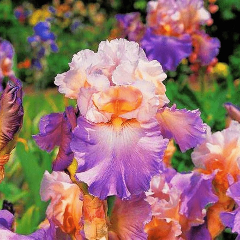 300seeds Perennial Iris Seeds for Planting-Rare Variety Herb Flower Seeds Blooms all year round