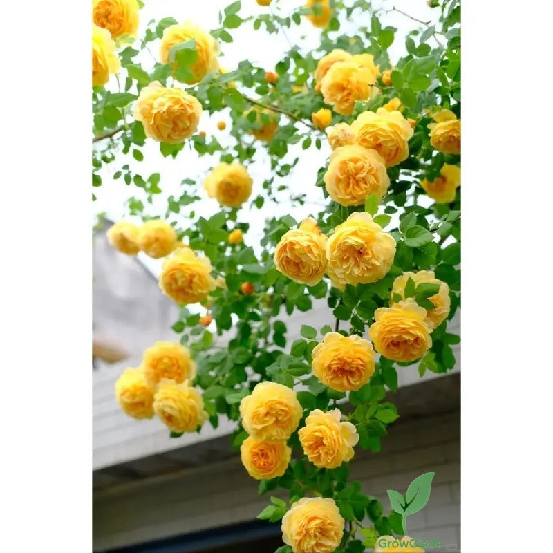 2 Michelangelo rose seedlings | Fragrant yellow roses, easy to grow from the roots