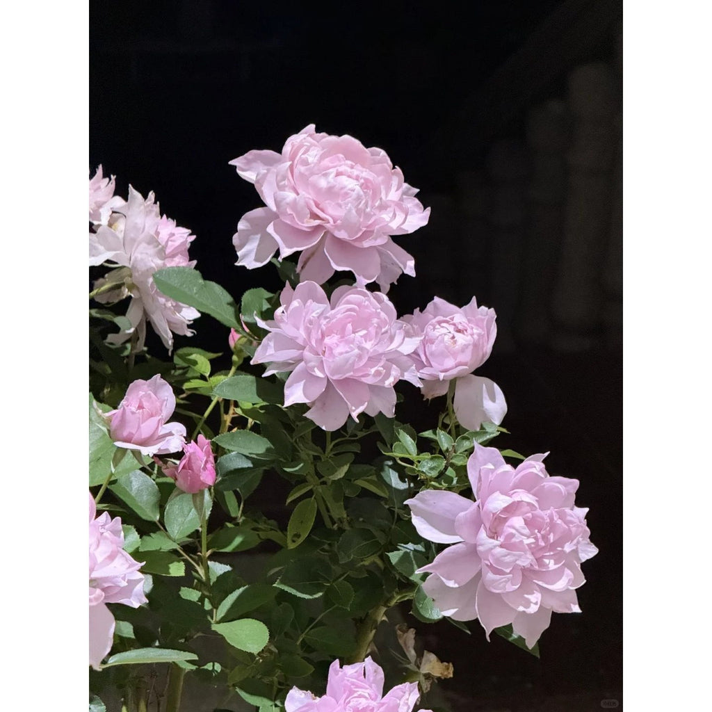 5 PCS 5-year mature rose plant: A living plant not seeds