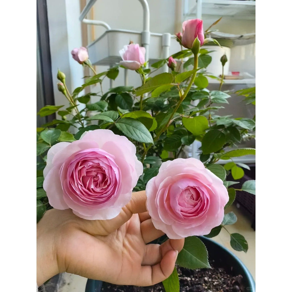 Premium Olivia Rose Old Stock Seedlings (NOT Seeds!) Early Blooming & High Yield!