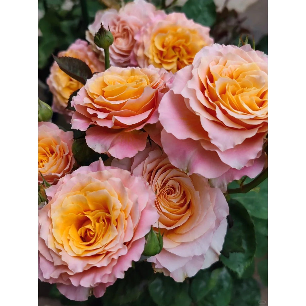 Premium Orange-Purple Fire Spirit Rose Old Stem Seedling (Not Seeds!)