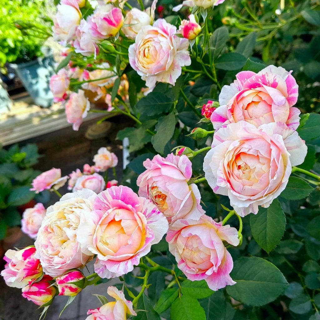Premium Monet Art Stripe Rose 5-Year-Old Stump Seedling (Not Seeds!)