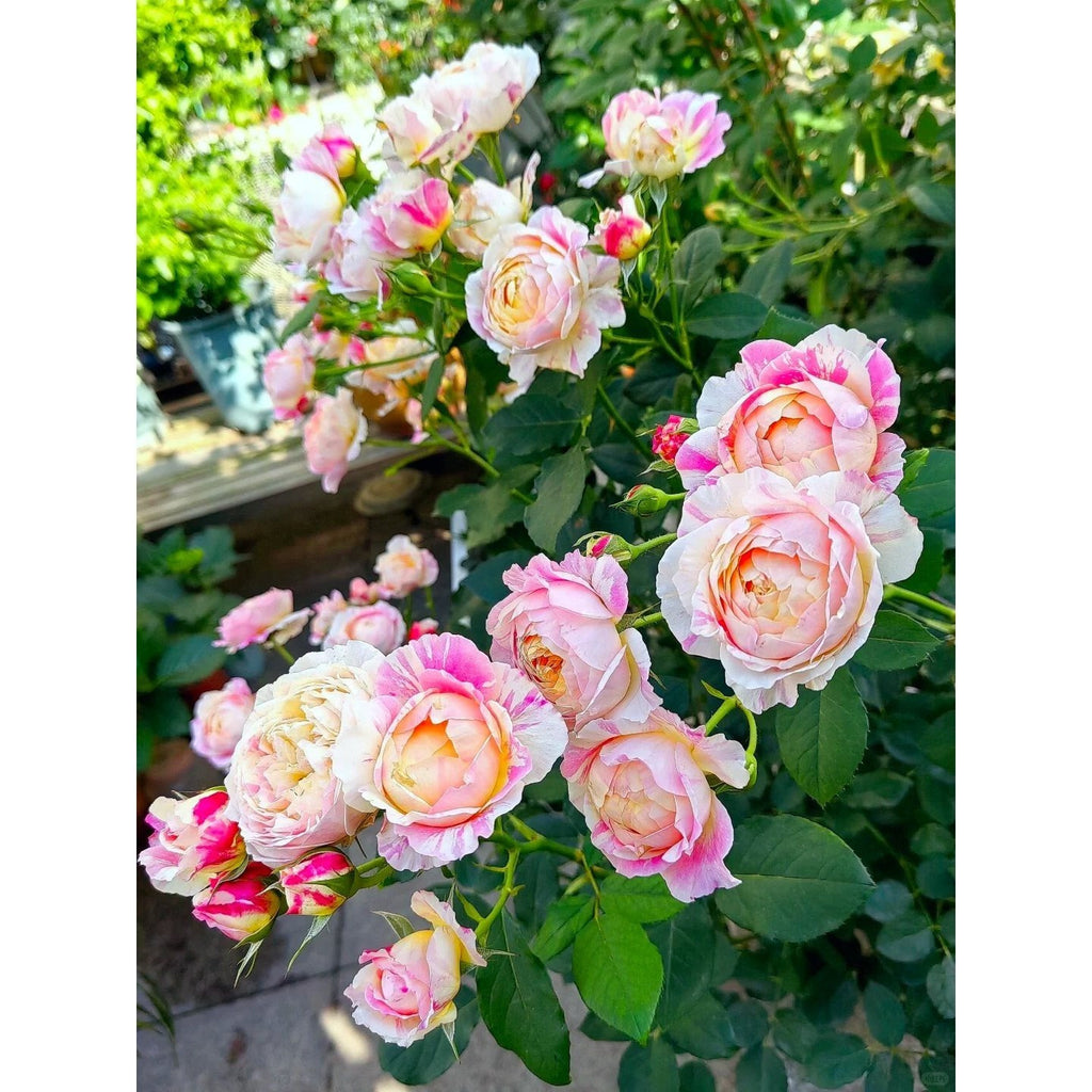 Premium Monet Art Stripe Rose 5-Year-Old Stump Seedling (Not Seeds!)