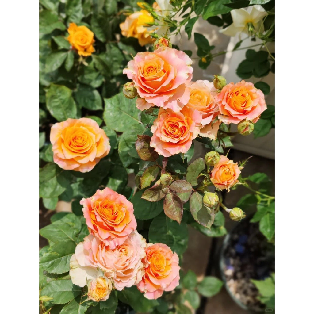Premium Orange-Purple Fire Spirit Rose Old Stem Seedling (Not Seeds!)